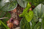 Largeflower heartleaf